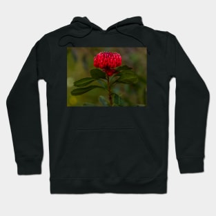 Waratah Hoodie